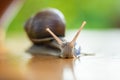 Snail gliding on wooden serface, close up