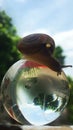 A snail on a globe, a conceptual picture that means a slower spinning world