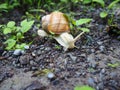 snail goes astray and explores Royalty Free Stock Photo