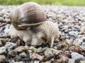 Snail goes through the road, the shell on the back