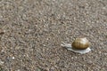 Snail Royalty Free Stock Photo