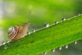 Snail on grass