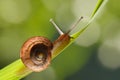 Snail on grass blade Royalty Free Stock Photo