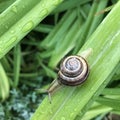 Snail grass green
