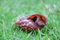 Snail