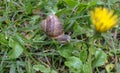 snail in the grass of my garden Royalty Free Stock Photo