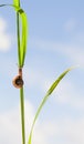 Snail, grass and sky