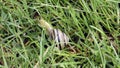 Snail in the grass