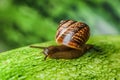 Snail Royalty Free Stock Photo