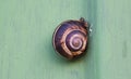 Snail on a green background. It is hiding into his shell