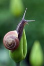 Snail on the green background