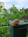 Snail green blue sky tree turkey bursa