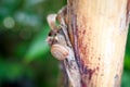 Snail on green blur background, wildlife animal in nature, small life in garden on rainy day Royalty Free Stock Photo