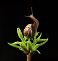 Snail on green budding leaves Royalty Free Stock Photo