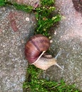 snail on the green carpet Royalty Free Stock Photo