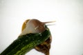 Snail with green cucumber isolated