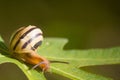 Snail on green fig tree leaf Royalty Free Stock Photo