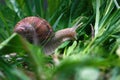 Snail in the green gras after rain