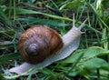 Snail in the green gras after rain