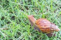 Snail on green grass.