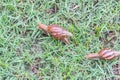 Snail on green grass.