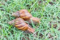 Snail on green grass.