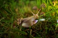 A snail on the green grass that goes into the light.