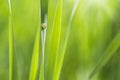 Snail in a green grass