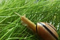 A snail on a green lawn. A small invertebrate gastropod crawling on the lawn.