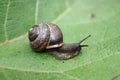 A horned snail crawls on a green leaf. Royalty Free Stock Photo