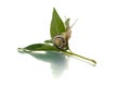 Snail on a green leaf