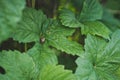 Berry leaves with the snail 8102. Royalty Free Stock Photo