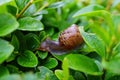 Caracol sobre el verde una carta en de cerca fotografía 