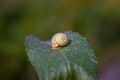 Snail on a green leaf close-up summer floral background Royalty Free Stock Photo