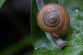 The snail is on a green leaf with drops of water blurry on out focus, Close up snail Climb on green leaf,Macro snail select focus. Royalty Free Stock Photo