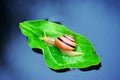 snail on a green leaf floating on water Royalty Free Stock Photo