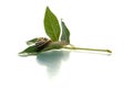 Snail on a green leaf going forward