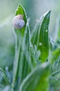 Snail on a green leaf