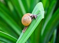 Snail on green leaf