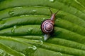 Snail on a green leaf in nature after rain.Little Snail Royalty Free Stock Photo