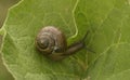 Snail on a green leaf.