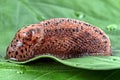 Snail on a green leaf Royalty Free Stock Photo