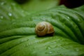 Snail on a green leave Royalty Free Stock Photo