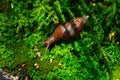 Snail on green moss background at tropical rain forest, snails crawling on mossy rocks, Beautiful animals and nature background Royalty Free Stock Photo