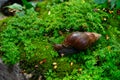 Snail on green moss background at tropical rain forest, snails crawling on mossy rocks, Beautiful animals and nature background Royalty Free Stock Photo