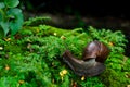 Snail on green moss background at tropical rain forest, snails crawling on mossy rocks, Beautiful animals and nature background Royalty Free Stock Photo