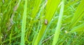 Snail on green plants moss grasses on forest floor Germany Royalty Free Stock Photo