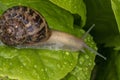 Snail on green salad leaves