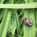 Snail grass green