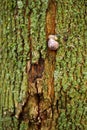 A snail on a green tree